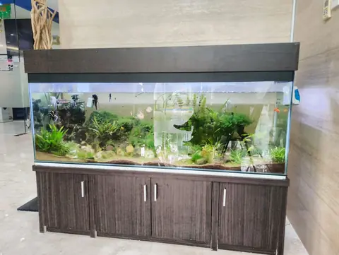 Le vrai budget d’un aquarium : achat, installation et premier mois