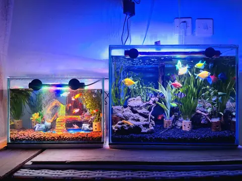Quel volume choisir pour un premier aquarium ? Le petit bac est le plus difficile