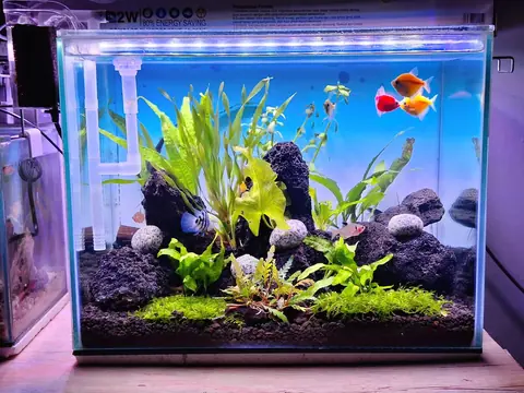 Quels poissons choisir ? Les bonnes questions avant l’animalerie