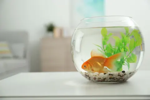 Entretenir son aquarium en 10 minutes par semaine