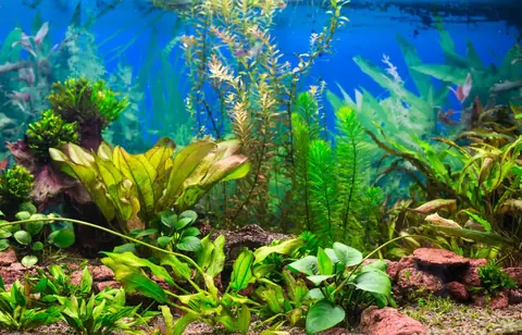 Monter son premier aquarium dans le bon ordre