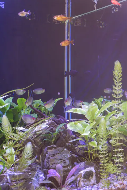Éclairage LED d’aquarium : ce qu’il faut vraiment regarder