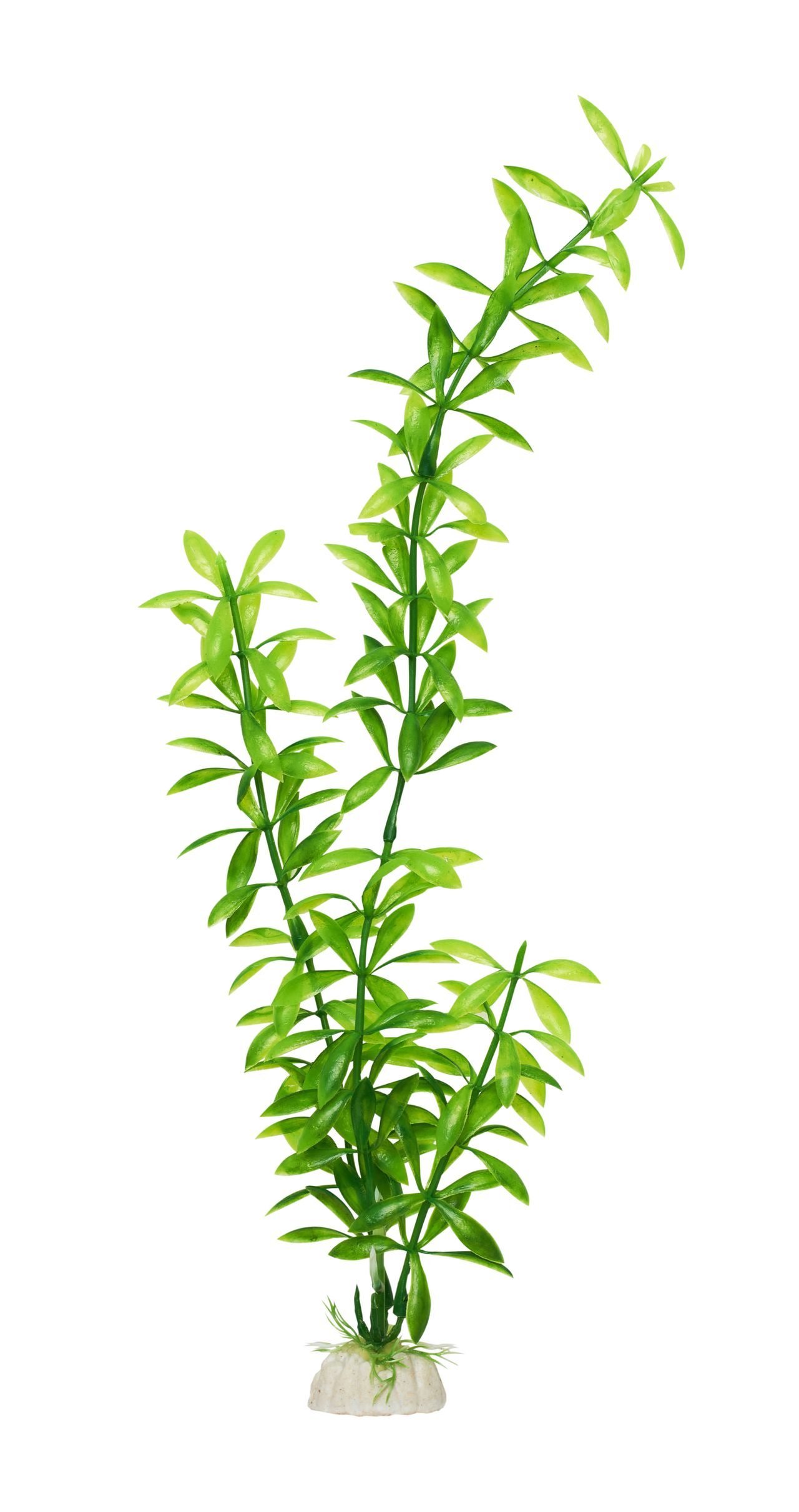 Plantes d’aquarium faciles sans matériel compliqué