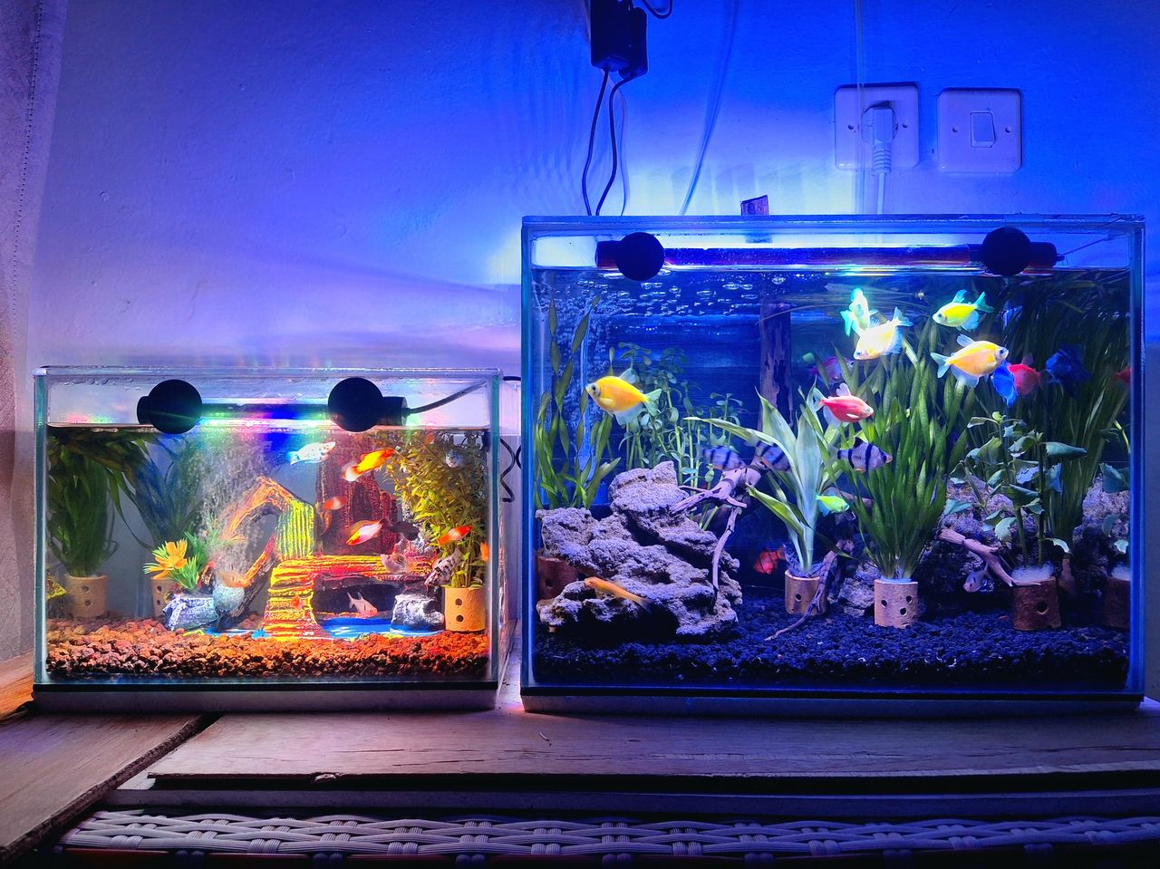 Quel volume choisir pour un premier aquarium ? Le petit bac est le plus difficile