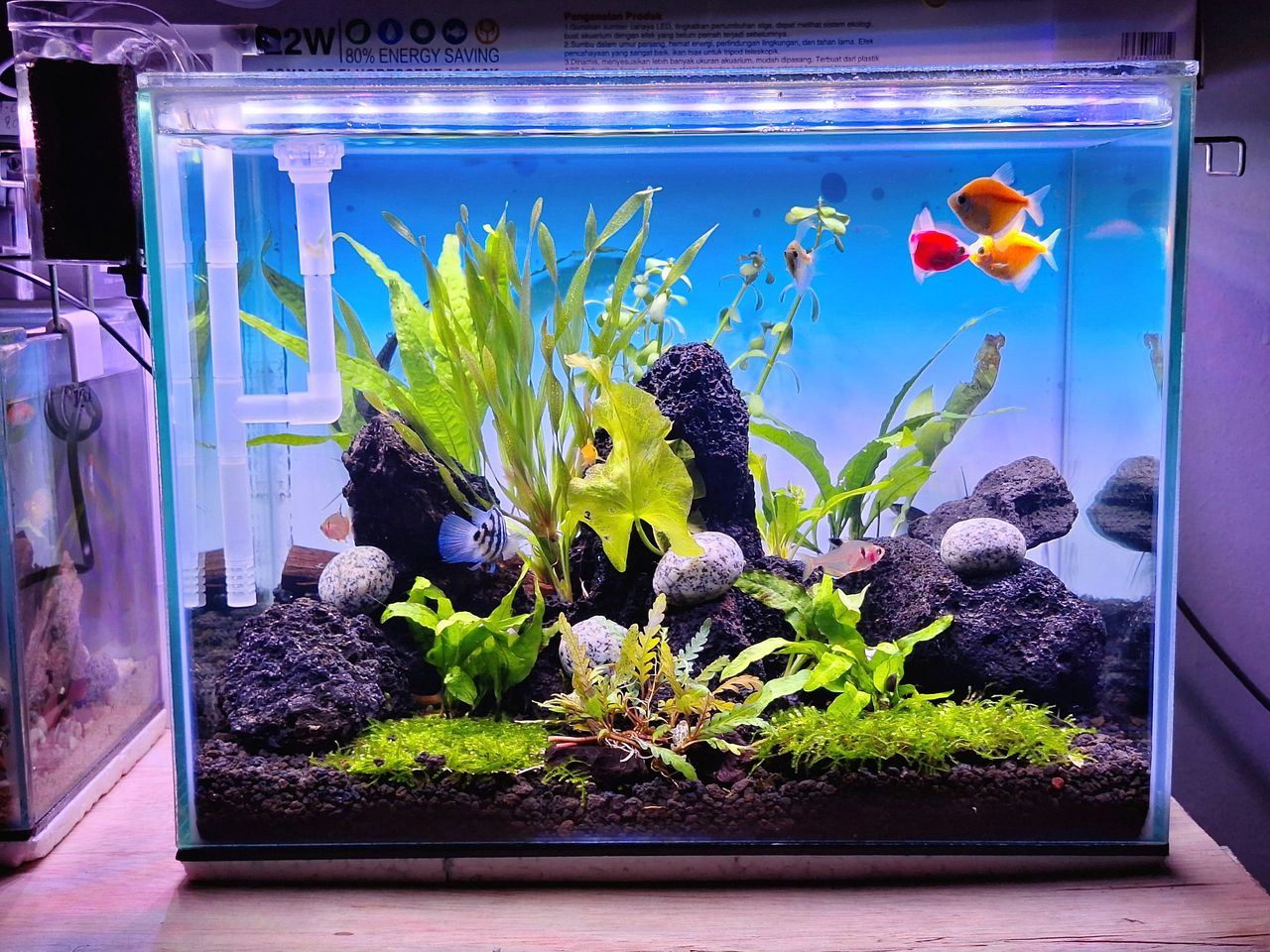 Quels poissons choisir ? Les bonnes questions avant l’animalerie