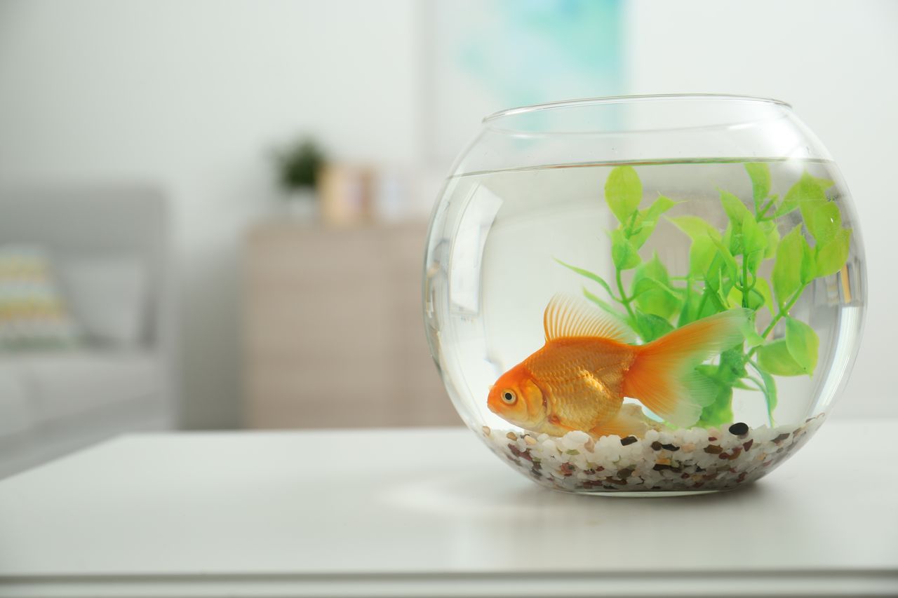 Entretenir son aquarium en 10 minutes par semaine