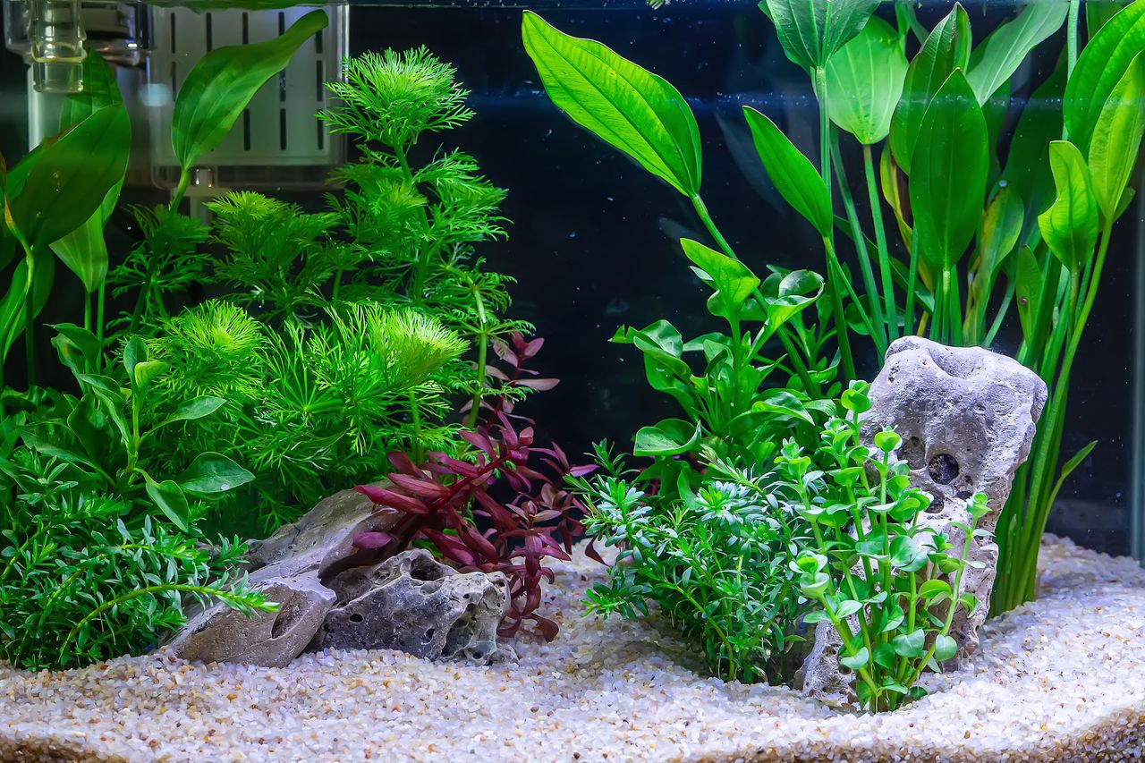 Aquarium d’eau douce tropical avec vitres propres, filtre discret et entretien facile pour un décor apaisant.