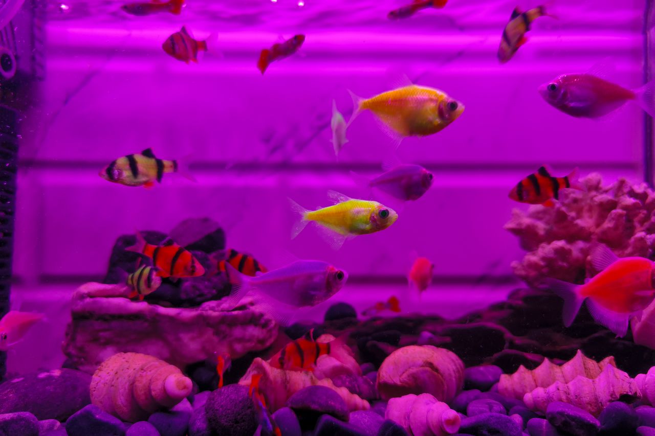 Aquarium éclairé mettant en valeur les poissons et les plantes