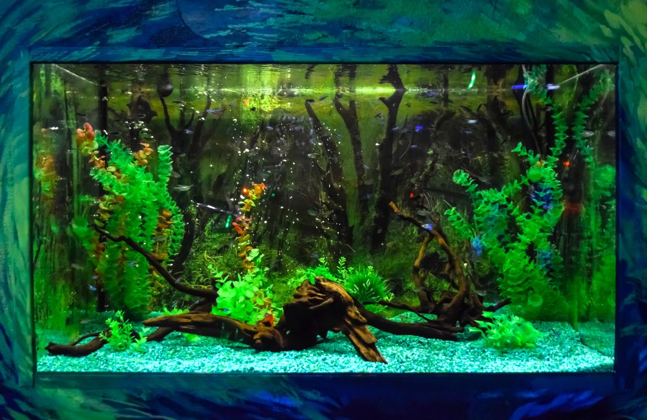 Aquarium mural avec poissons tropicaux