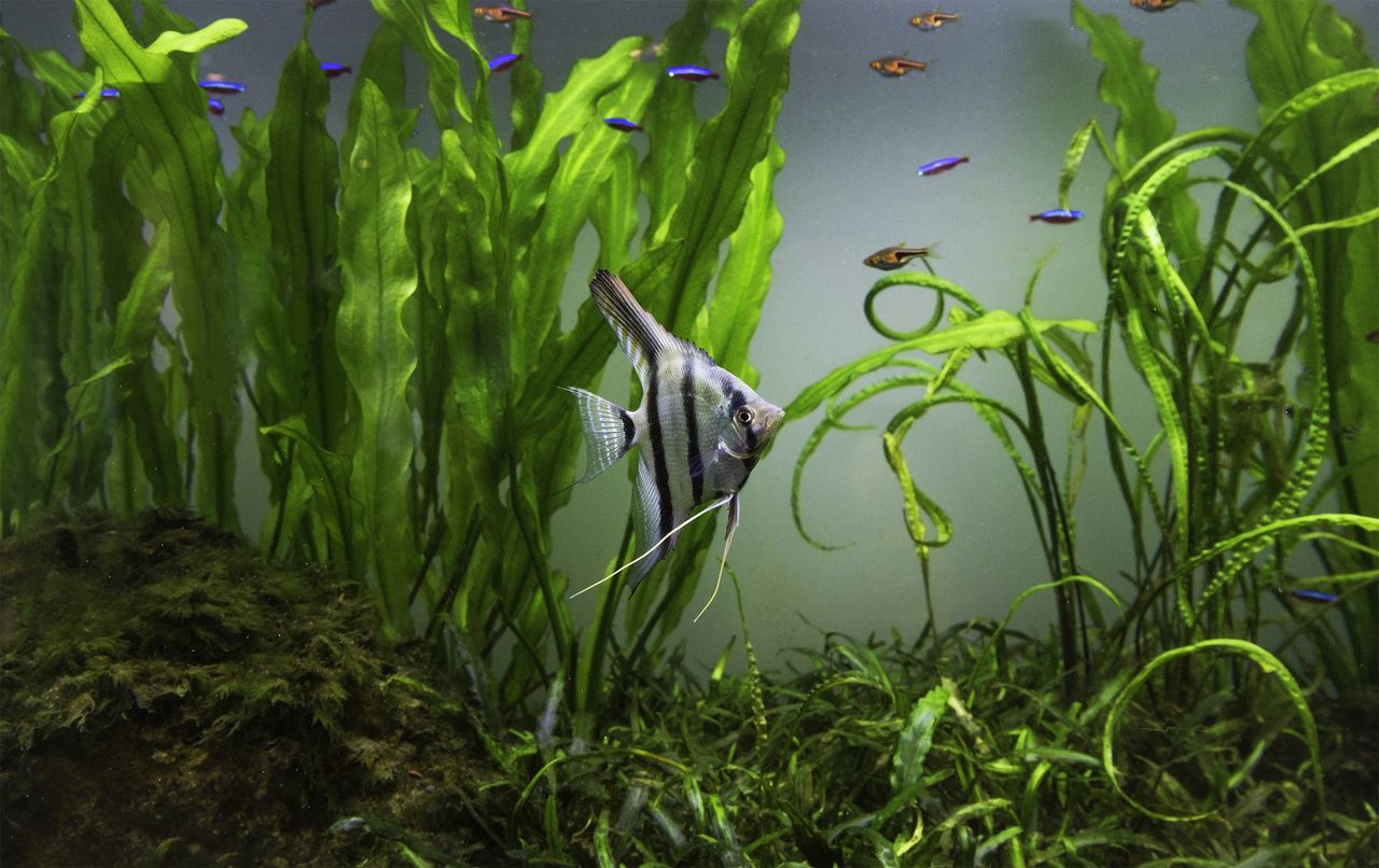 Aquarium planté vu de face