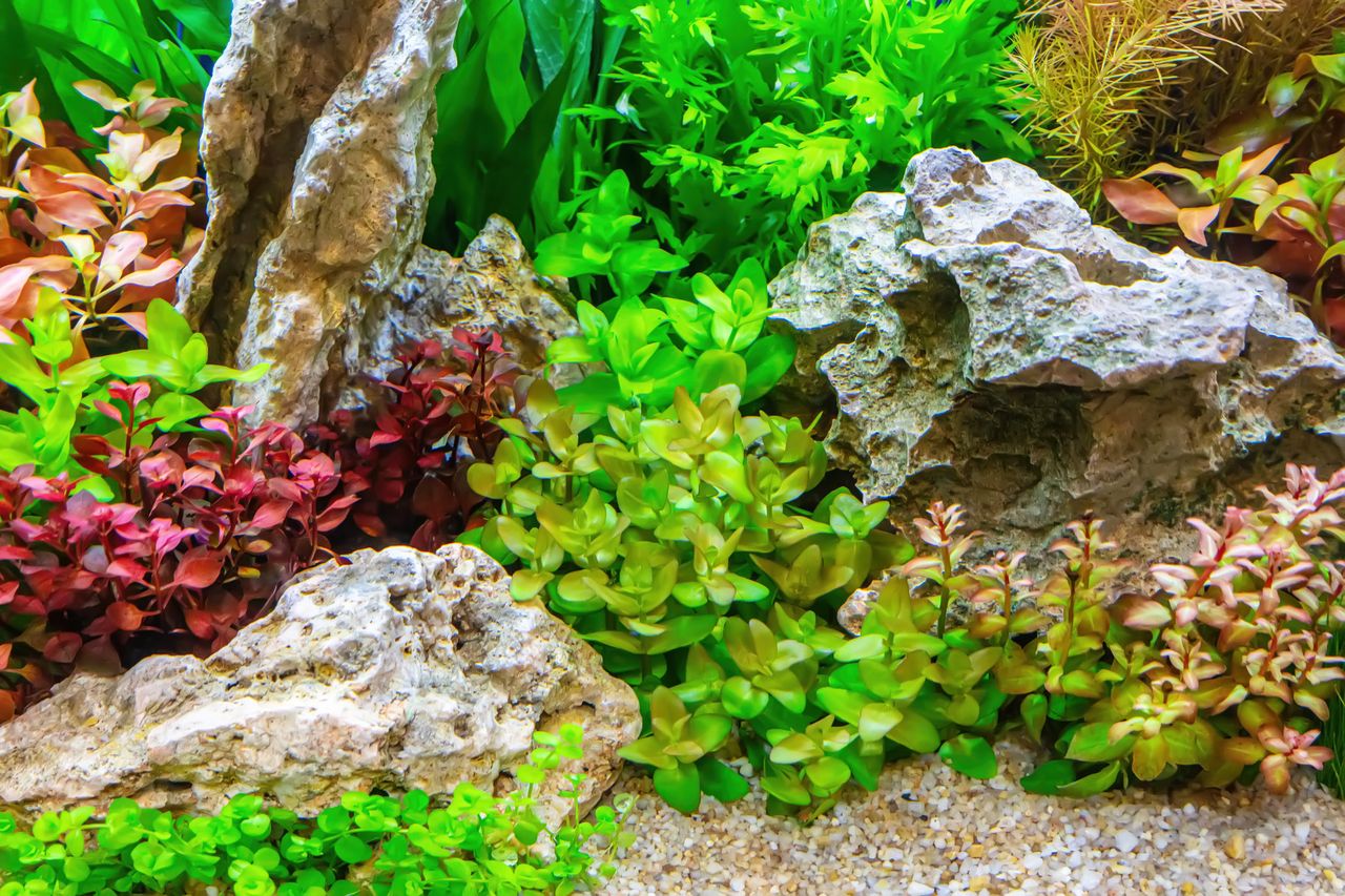 Aquarium tropical installé et planté