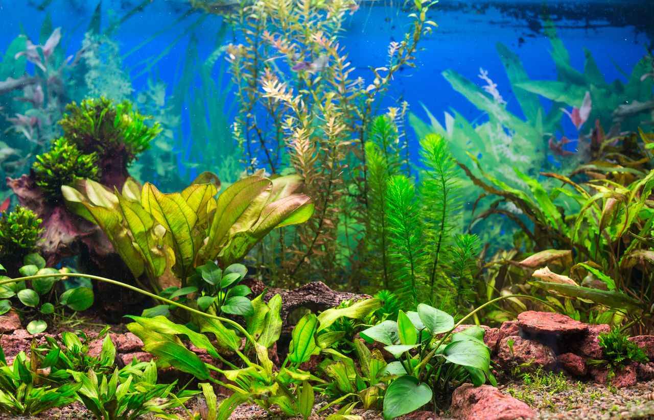 Monter son premier aquarium dans le bon ordre