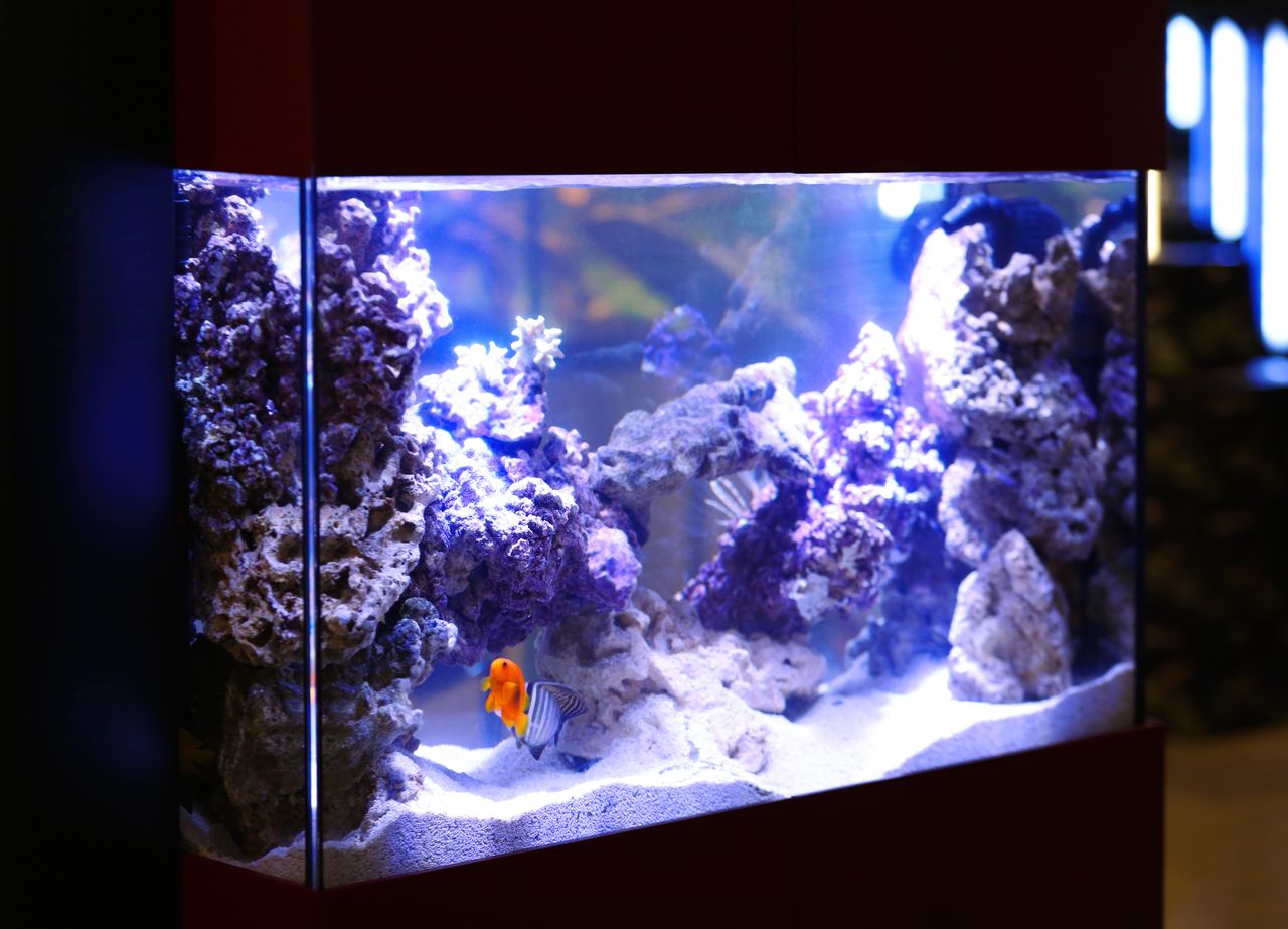 Aquarium vide en cours d’installation avec substrat, racines décoratives et matériel prêt à poser.