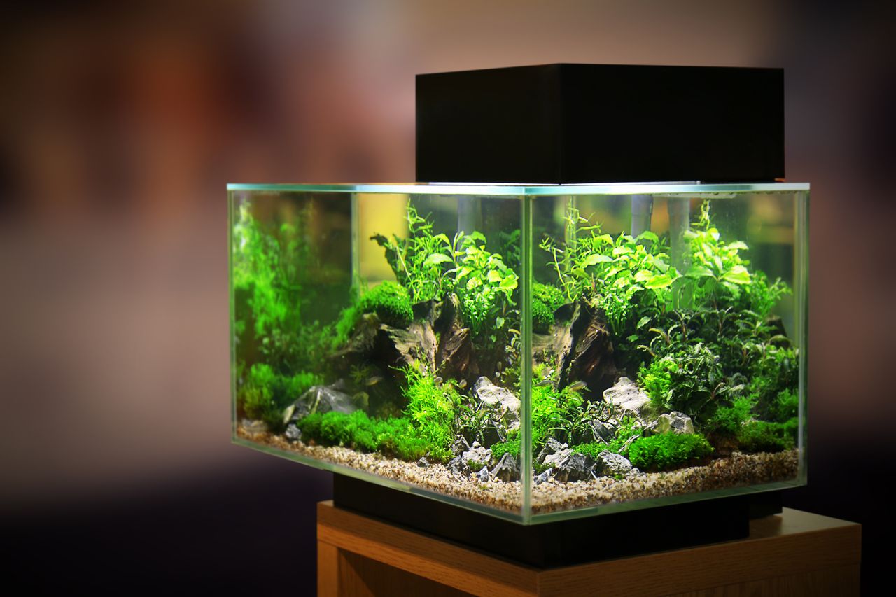 Aquariums alignés dans une animalerie