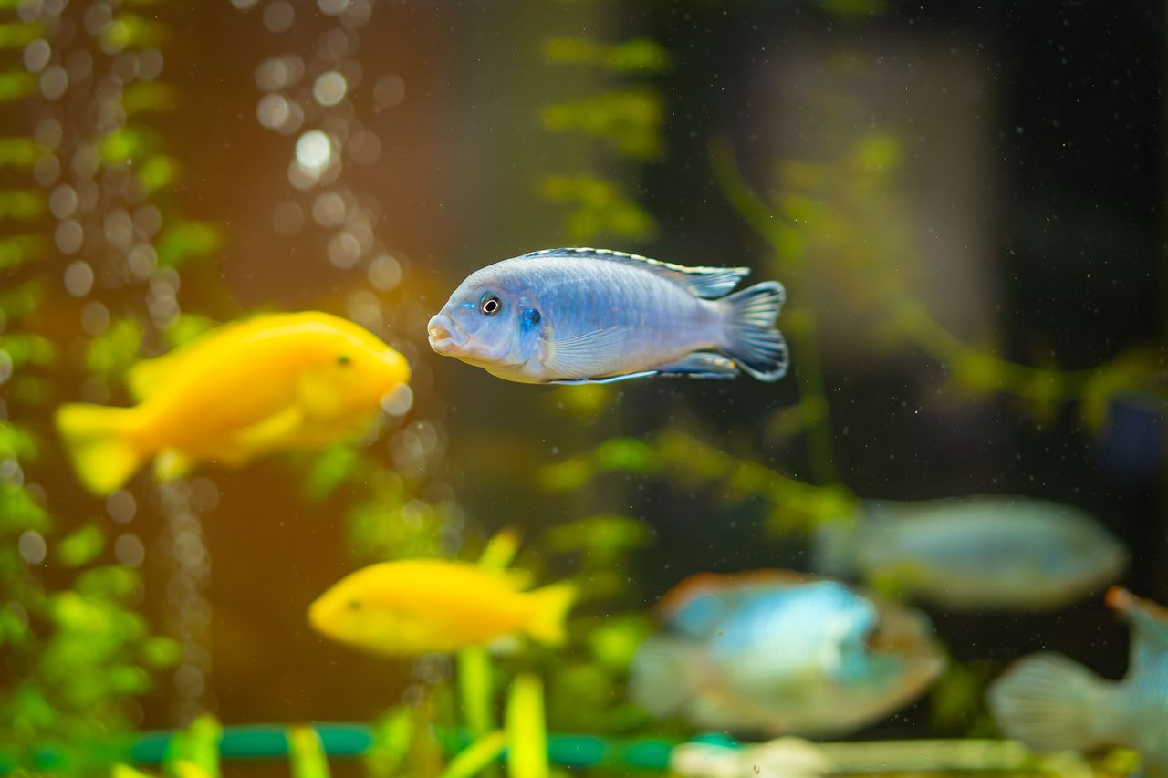 Cichlidé bleu dans un aquarium tropical