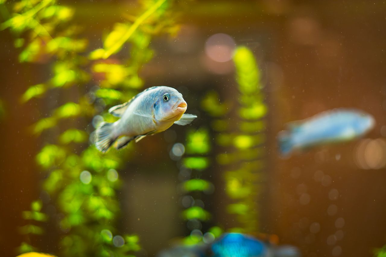 Cichlidé bleu nageant dans un bac tropical