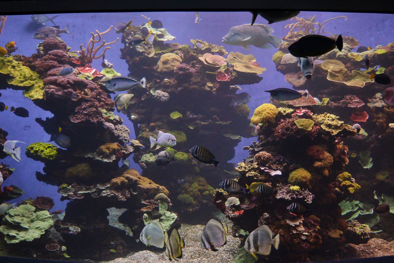 Coraux colorés et poissons dans un bac récifal