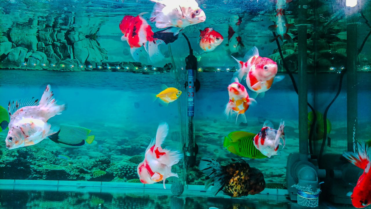 Grand aquarium peuplé de plusieurs espèces