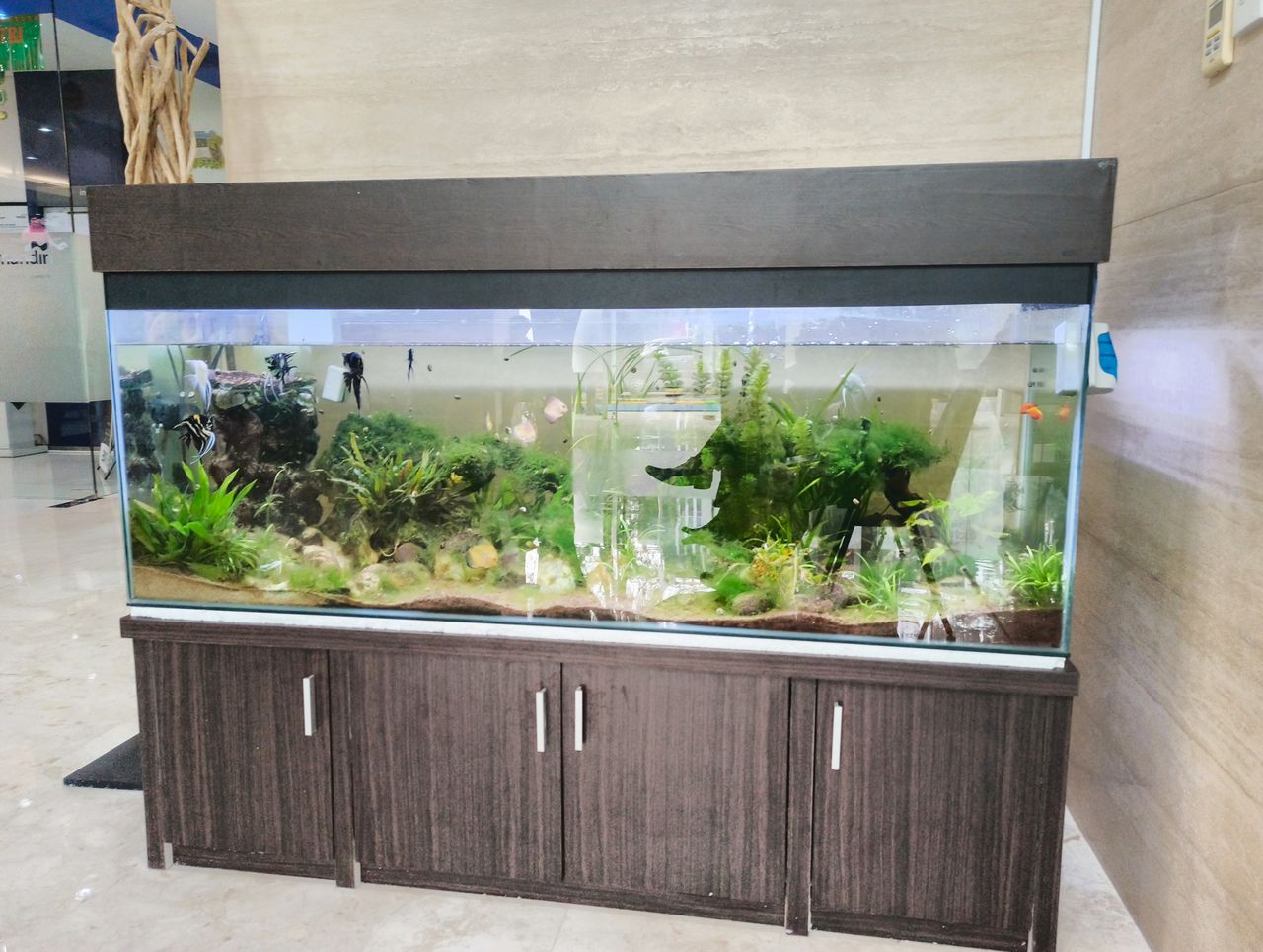 Kit aquarium débutant avec cuve en verre, meuble en bois, filtre et éclairage LED décoratif.
