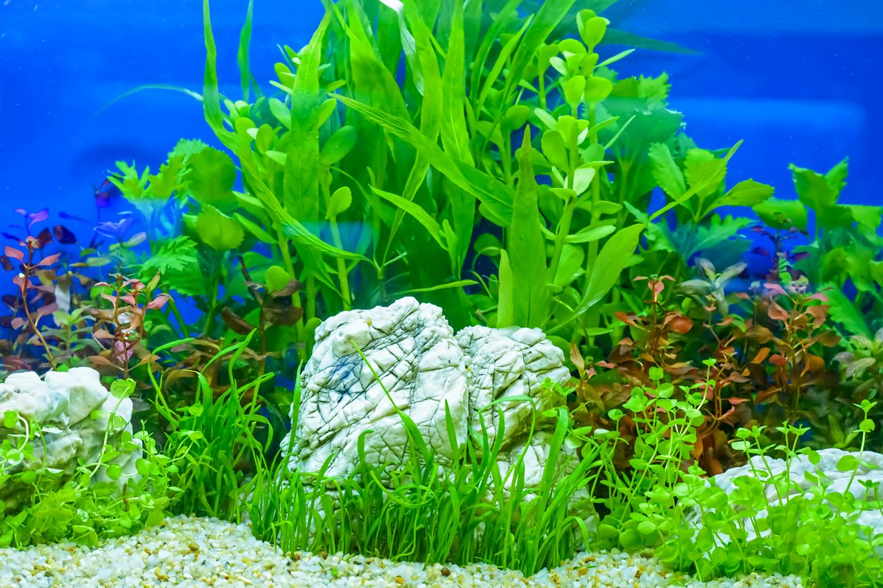 Plante aquatique immergée