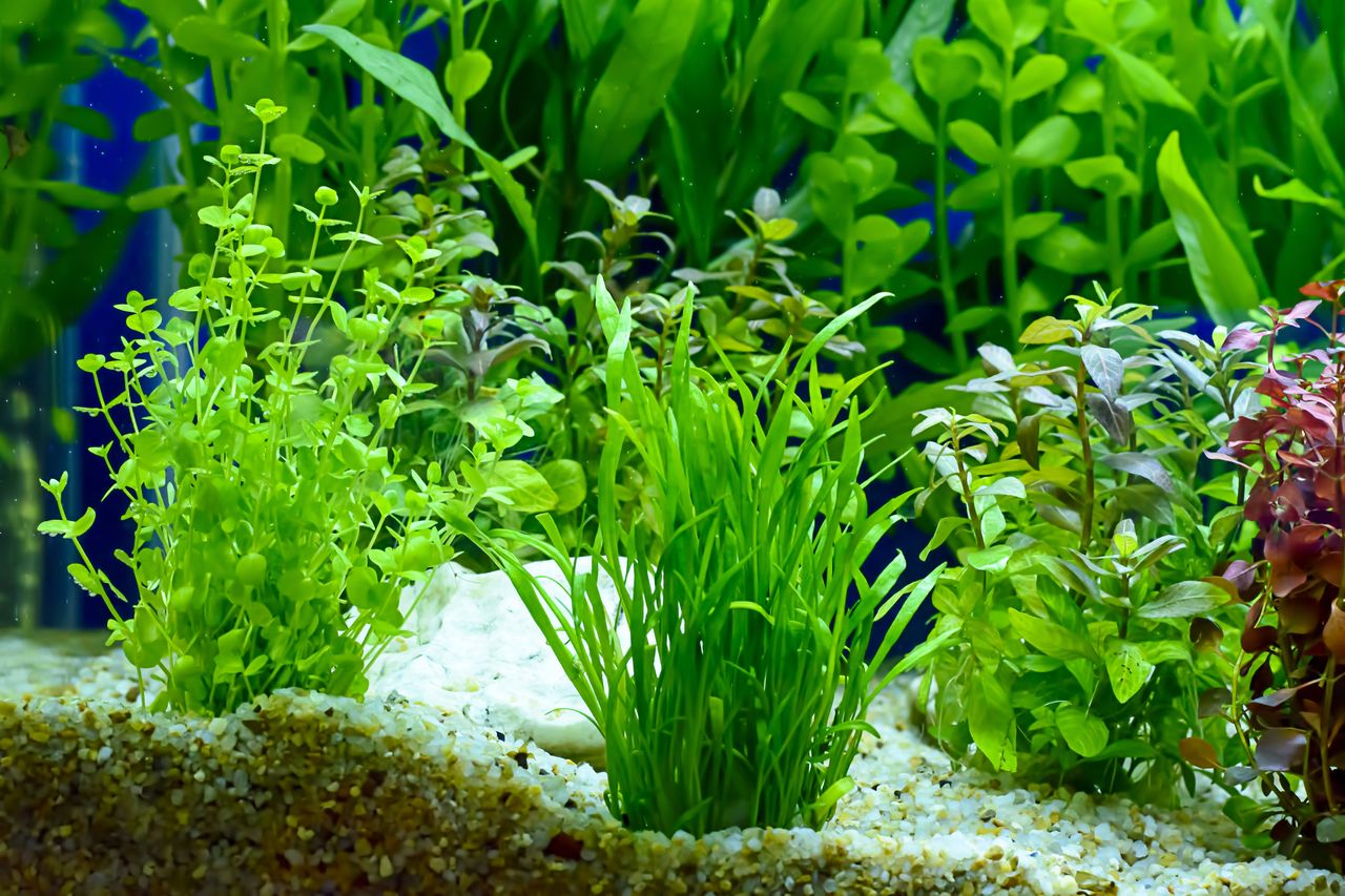 Plantes d’aquarium faciles dans un bac naturel avec éclairage LED discret et décor aquatique vert.