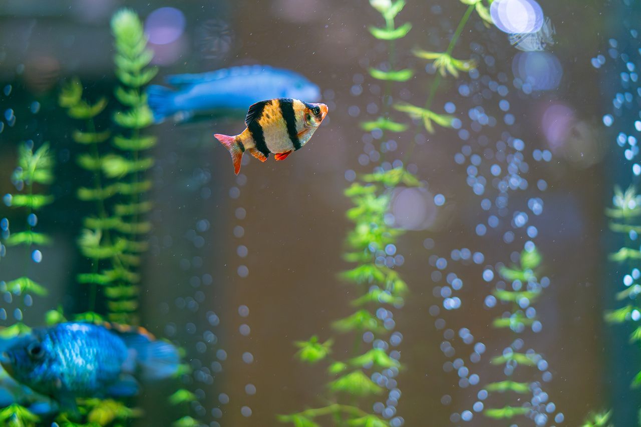 Poisson nageant dans un rideau de bulles