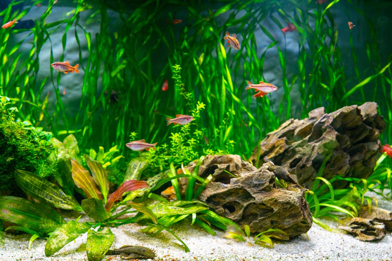 Poissons et plantes dans un aquarium d’eau douce