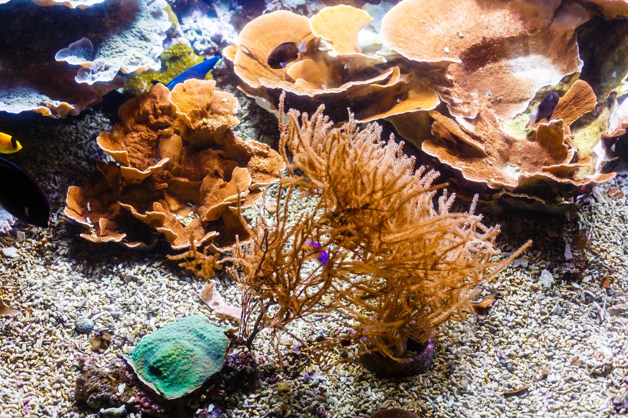 Récif corallien coloré et bancs de poissons
