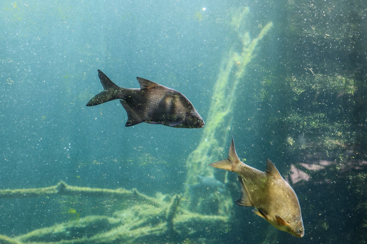 Schéma d’un aquarium neuf : déchets, bactéries du filtre et transformation en nitrates expliquée simplement.